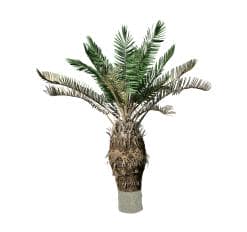 Sago Palm (Sapling)