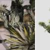 Yucca Palm: Desktop