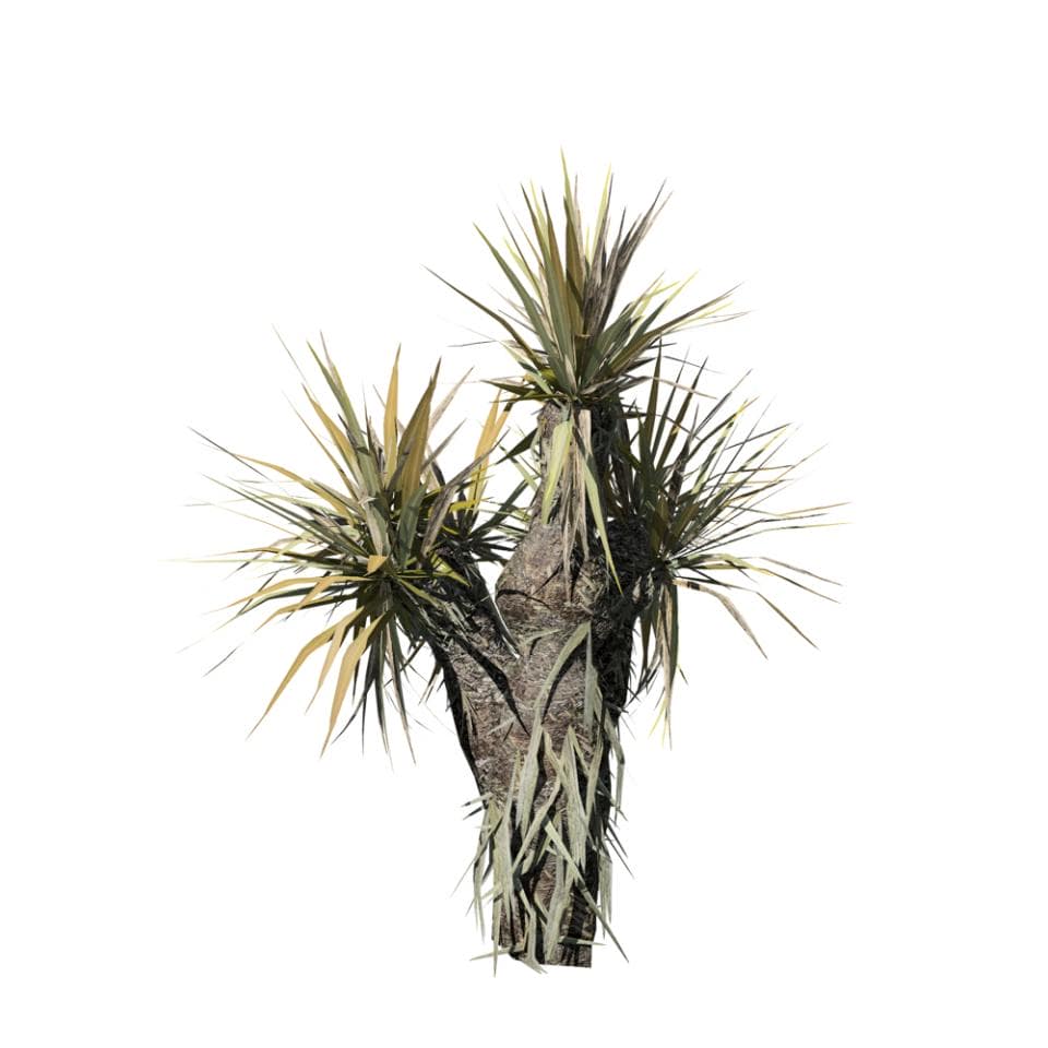 Yucca Palm Sapling