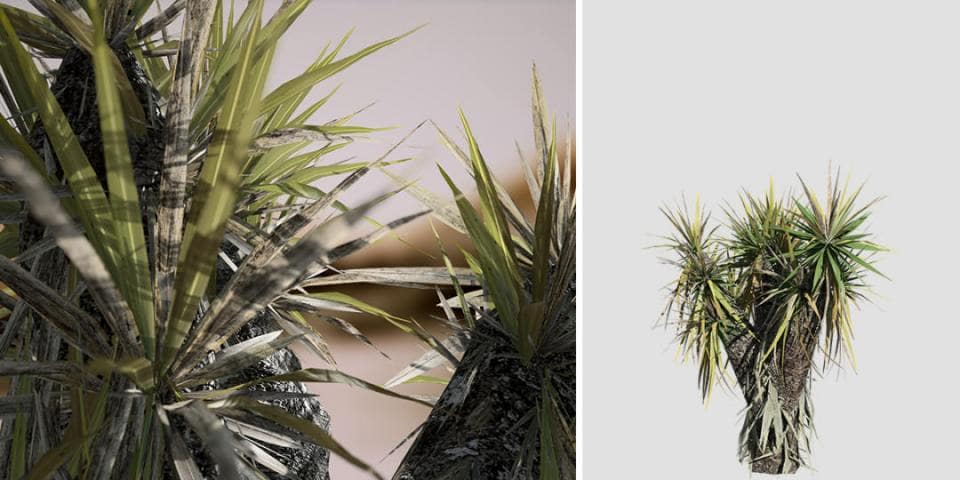 Yucca Palm Species Pack