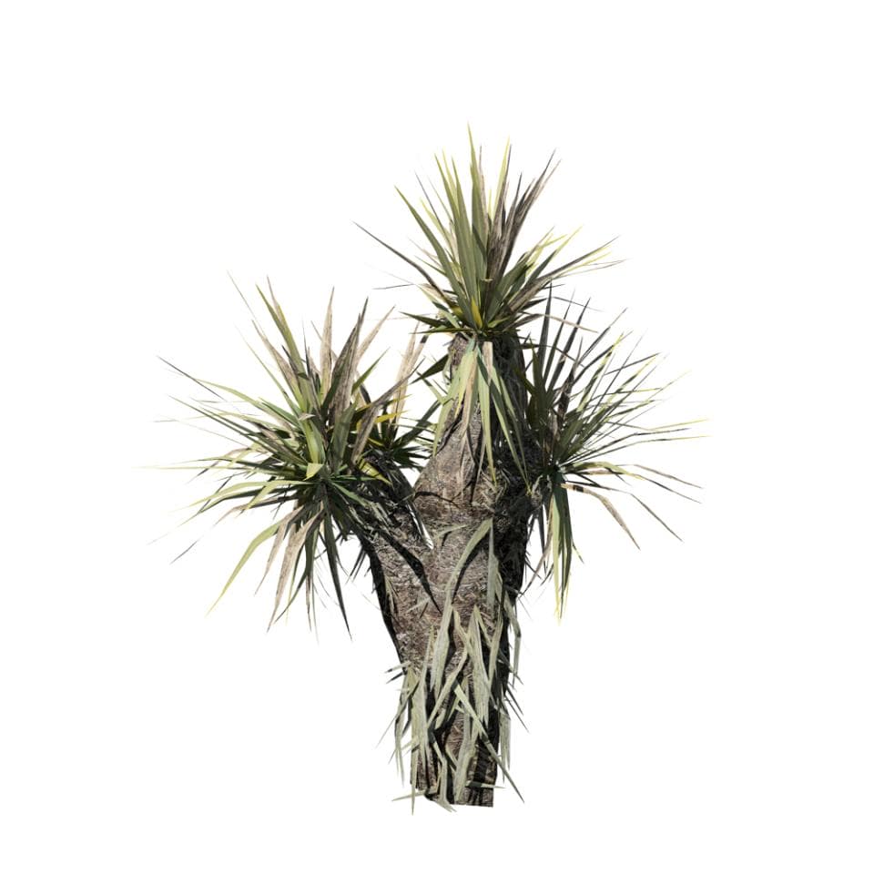 Yucca Palm Sapling