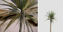 Yucca Palm Seedling