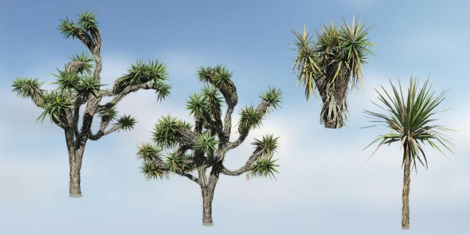Yucca Palm Species Pack
