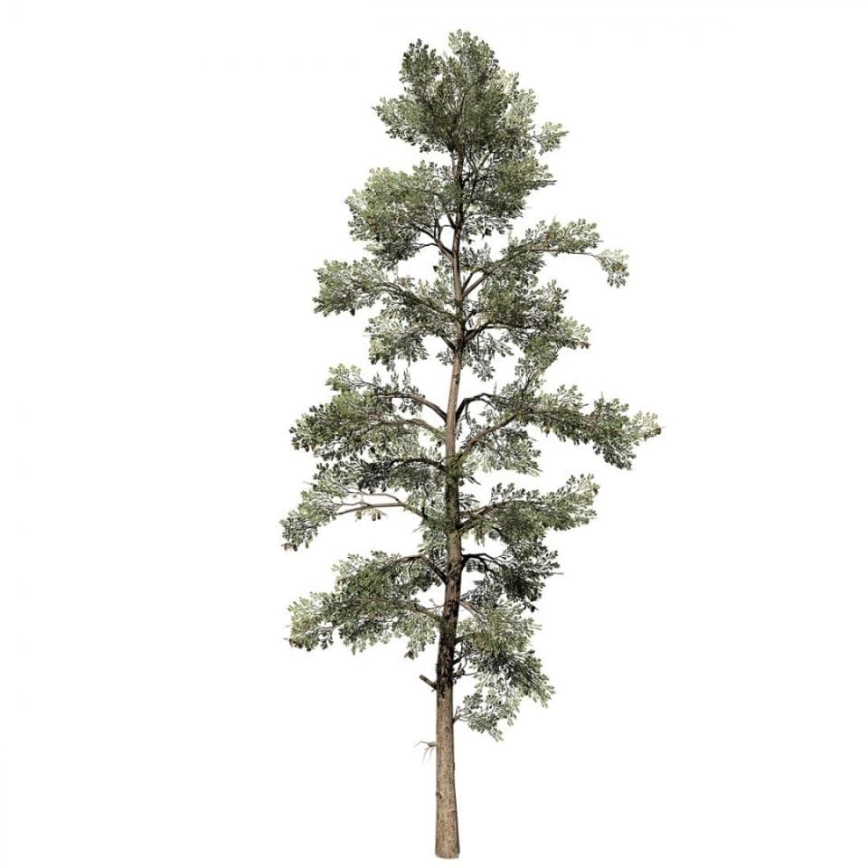 Eastern White Pine: Desktop Field