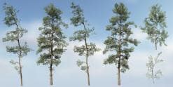 Eastern White Pine Species Pack