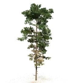 Scots Pine: Field