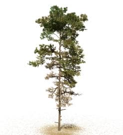 Scots Pine: Field
