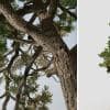 Scots Pine: Field (Pyramidal)