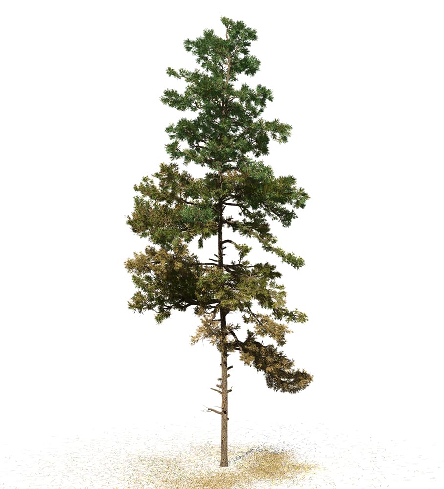 Scots Pine: Field (Pyramidal)