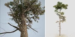 Scots Pine: Forest (Umbrella Canopy)