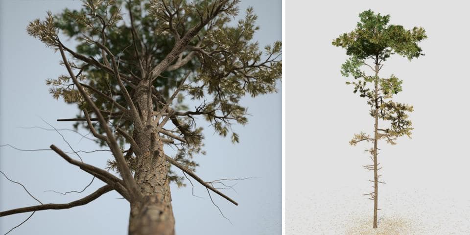 Scots Pine: Forest (Umbrella Canopy)