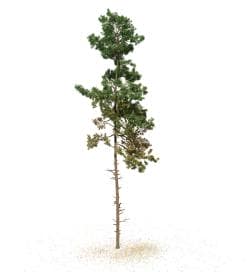 Scots Pine: Forest