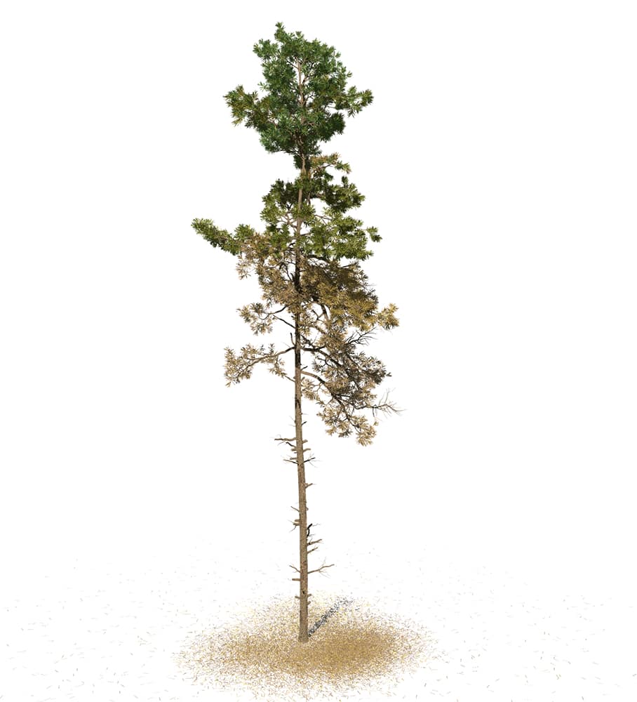 Pine, Scotch — Woodland Bushcraft