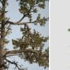 Scots Pine: Sapling