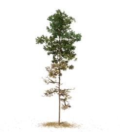 Scots Pine: Sapling