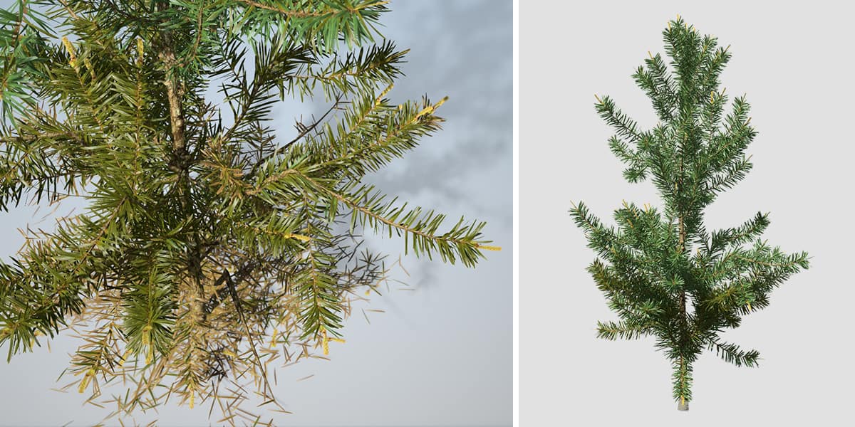 Scots Pine: Seedling