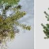 Scots Pine: Seedling