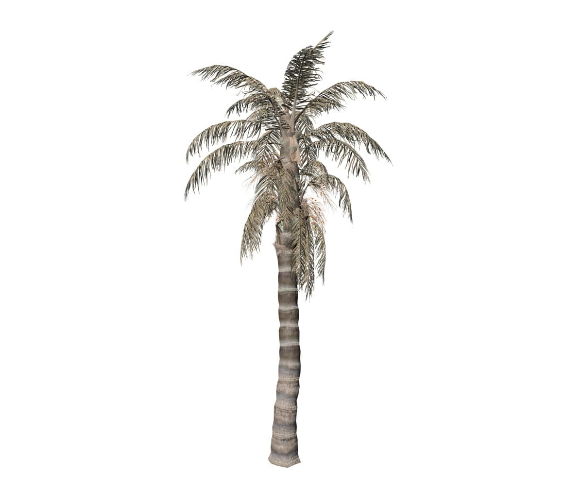 Queen Palm Desktop Forest Speedtree