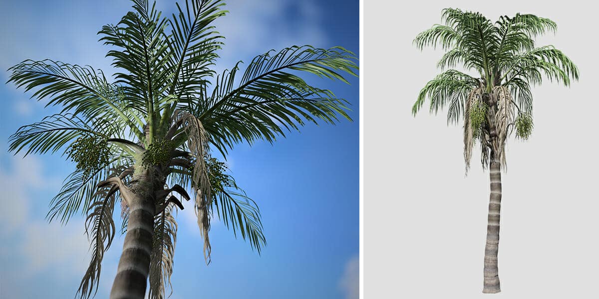Queen Palm Forest Speedtree