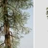 Giant Sequoia: Hero Field