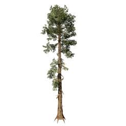 Giant Sequoia: Desktop Forest