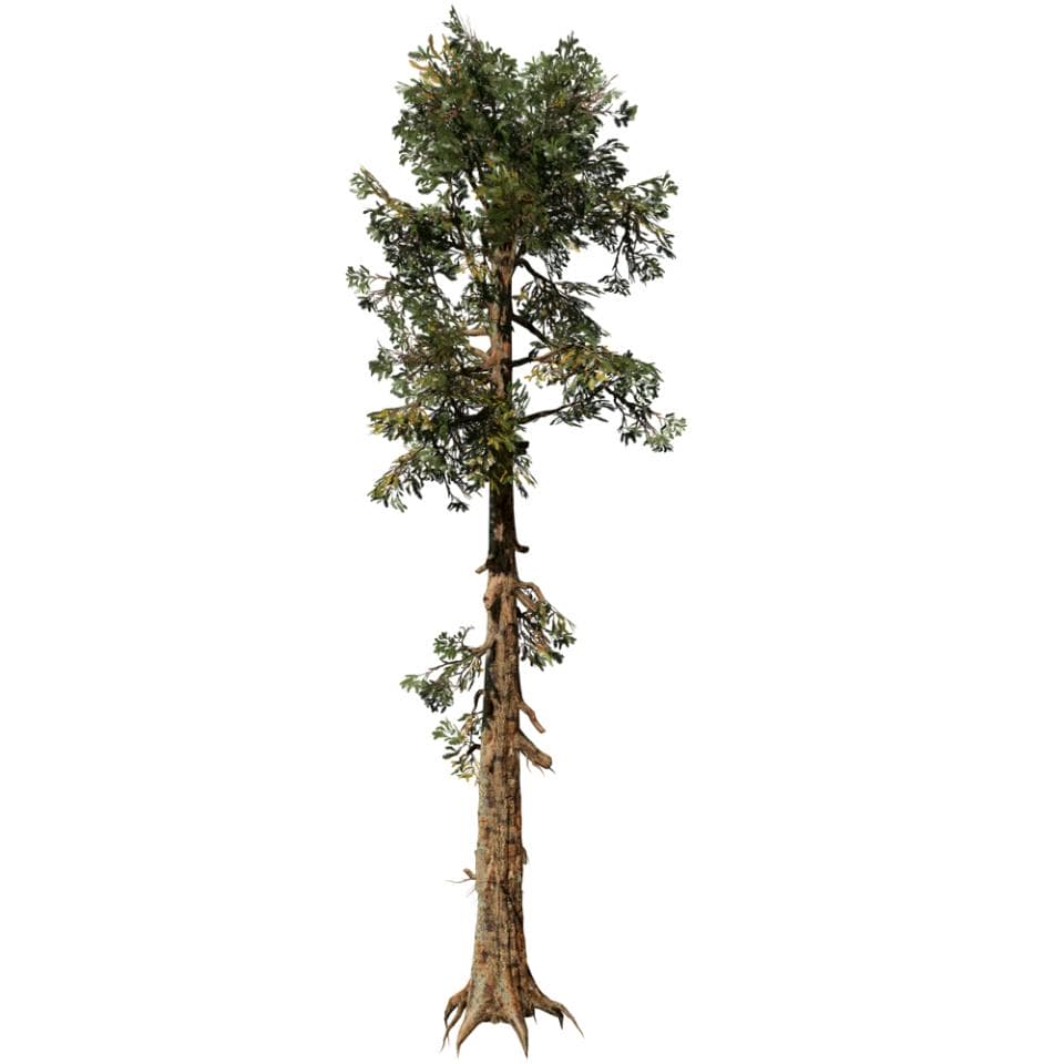 Giant Sequoia: Hero Forest