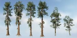 Giant Sequoia Species Pack