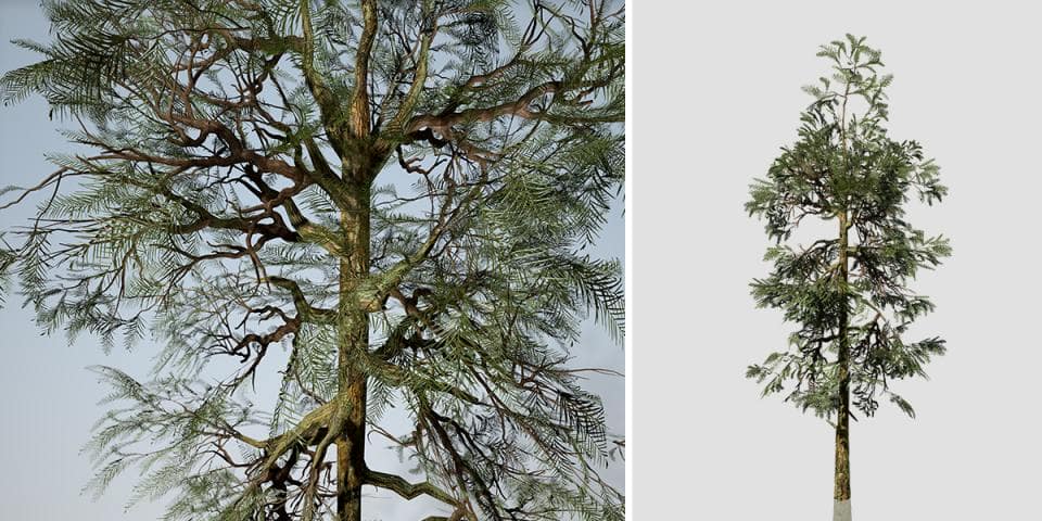 Giant Sequoia Species Pack