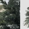 Colorado Blue Spruce Sapling