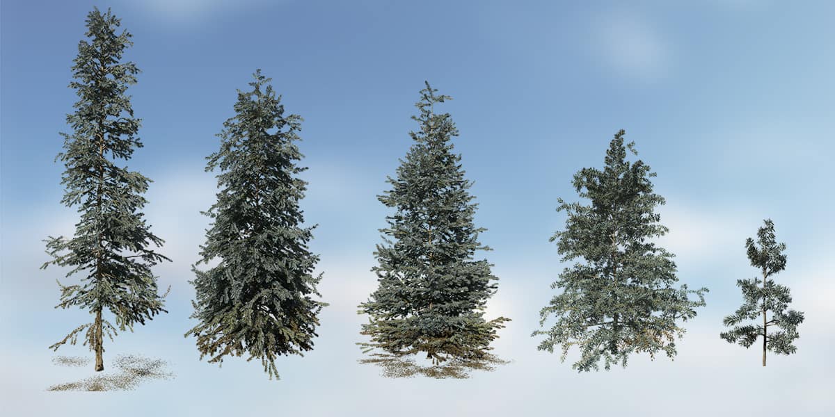 Colorado Blue Spruce: Species Pack – SpeedTree