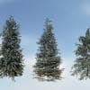Colorado Blue Spruce Species Pack