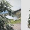 Colorado Blue Spruce: Field (Drooping)