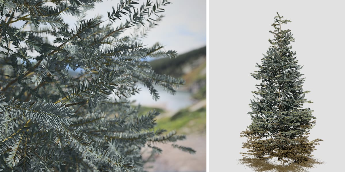 Colorado Blue Spruce Field Conical SpeedTree   Spruce ColoradoBlue Field 2 Store 