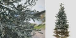 Colorado Blue Spruce: Field (Conical)