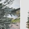 Colorado Blue Spruce: Field (Conical)