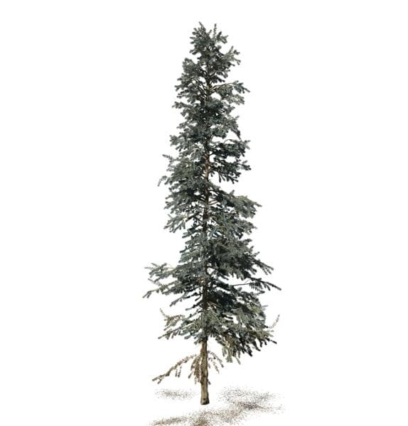 Colorado Blue Spruce: Forest