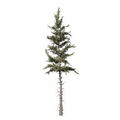 Norway Spruce: Desktop Forest (Sparse)