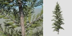 Norway Spruce: Hero Forest (Full)