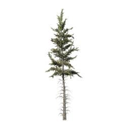 Norway Spruce: Hero Forest (Sparse)
