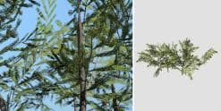 Norway Spruce Species Pack