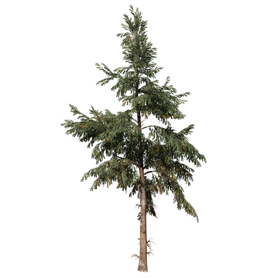 White Spruce: Desktop Forest