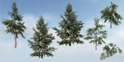White Spruce Species Pack