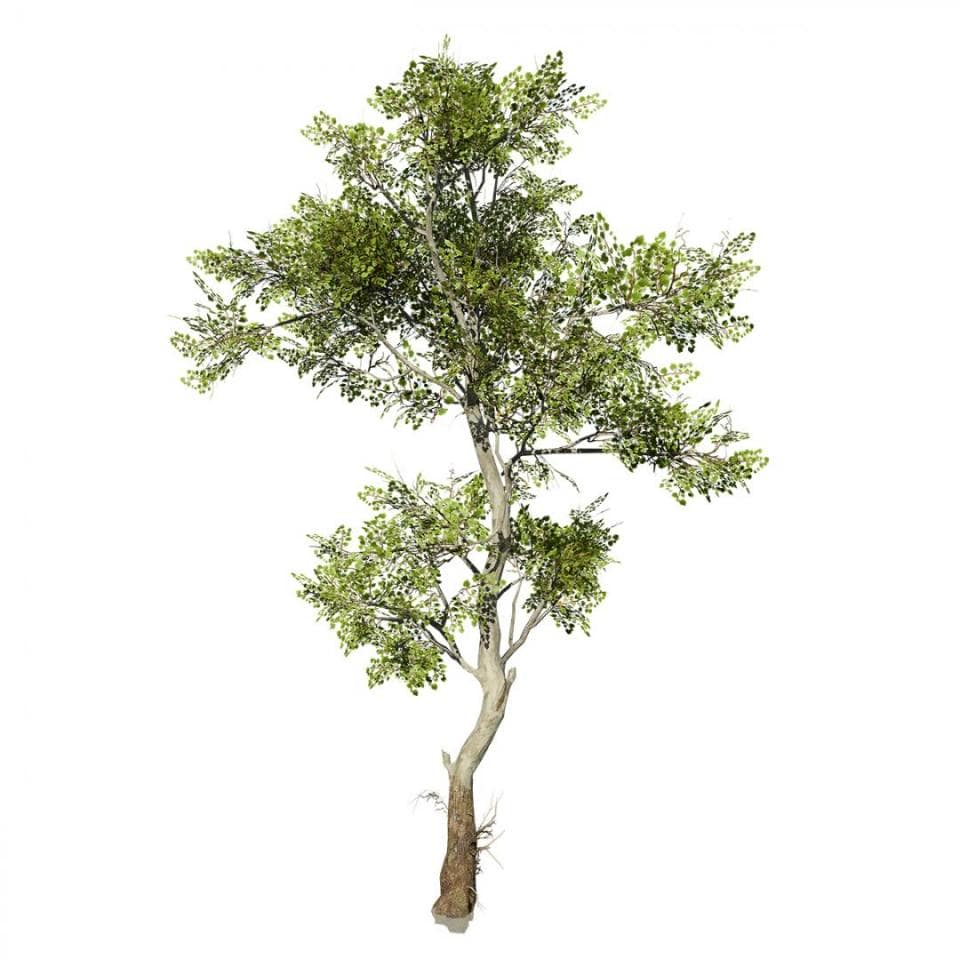 American Sycamore: Desktop Forest