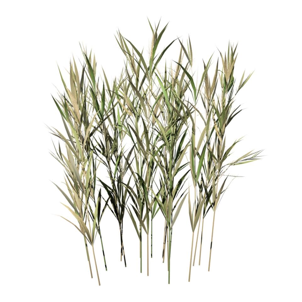 Wheat: Desktop Field