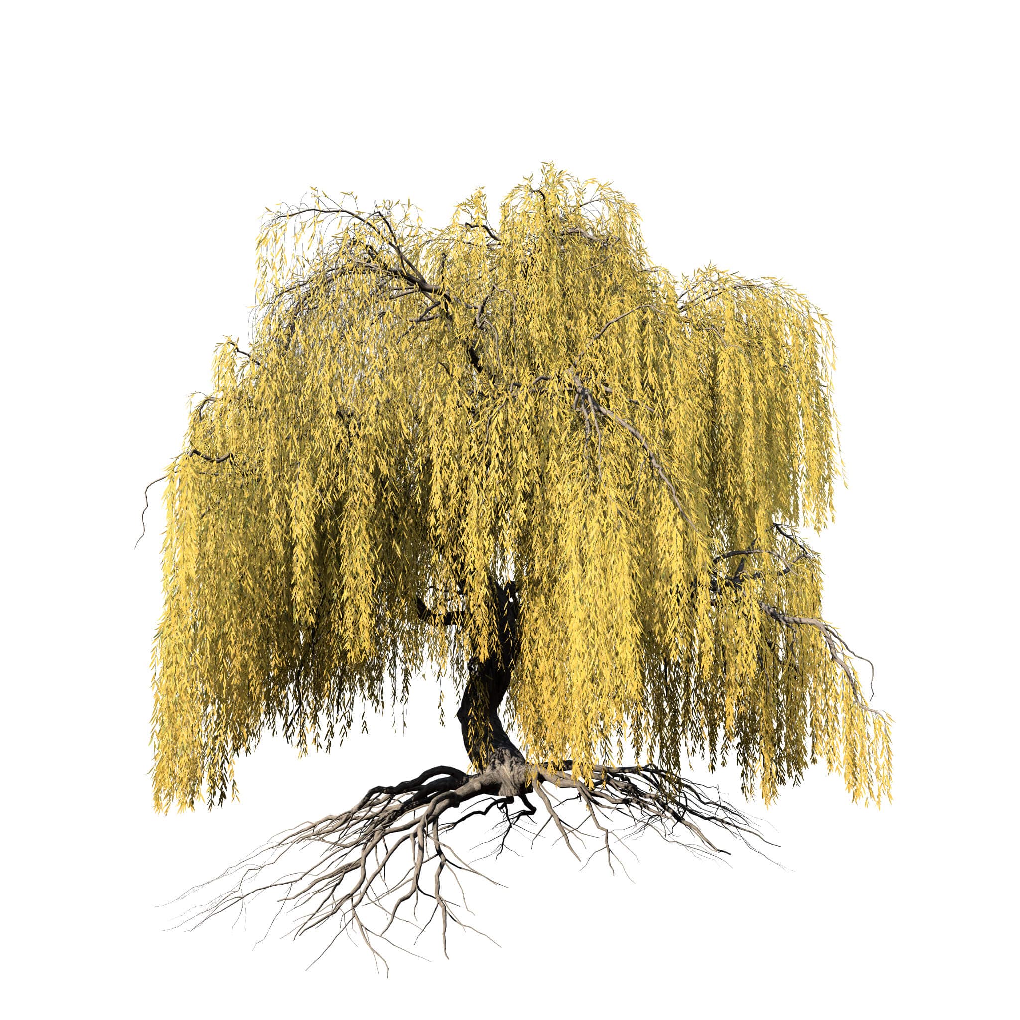 Weeping Willow: Species Pack – SpeedTree