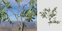Acacia Seedling