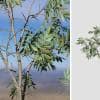 Acacia Seedling