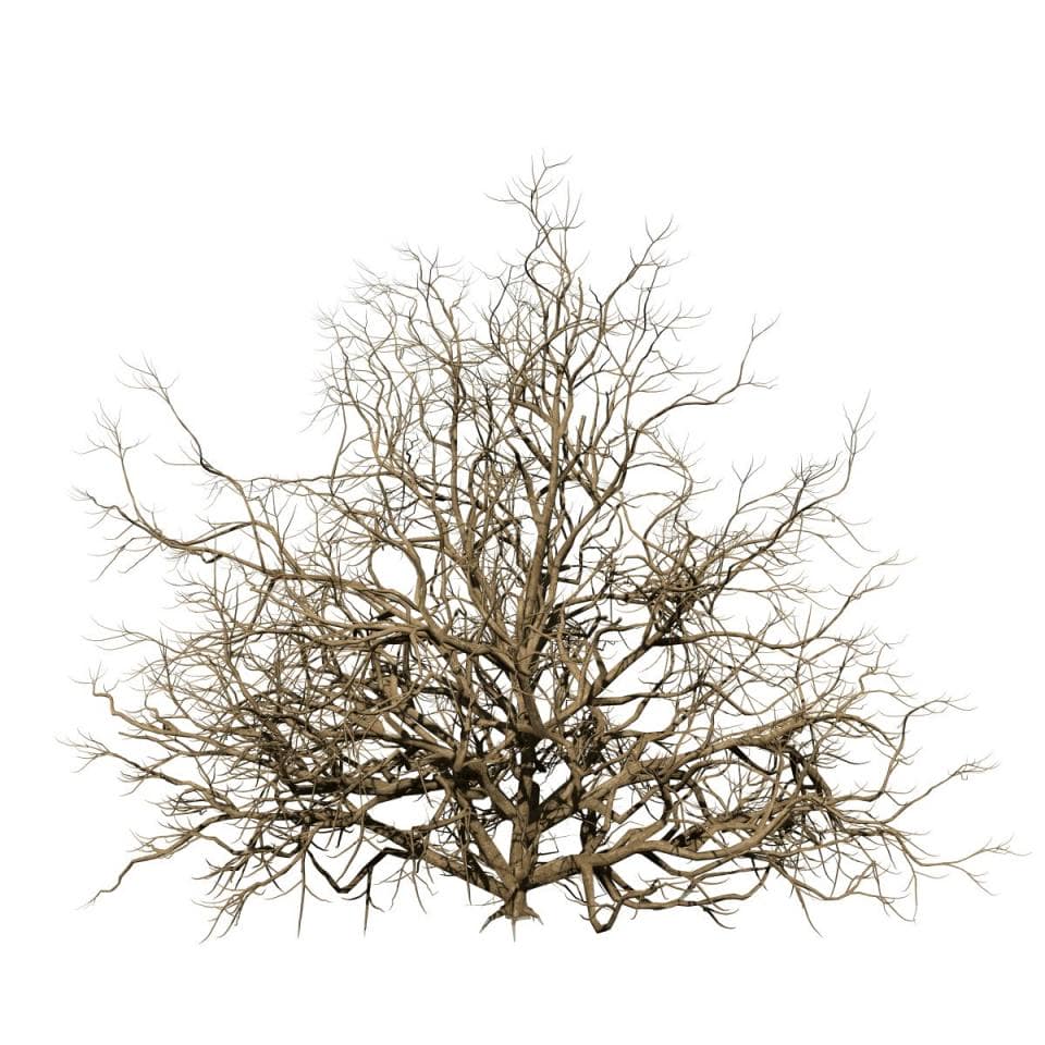 Azalea: Pruned Hedge