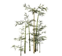 Bamboo: Common