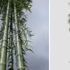 Bamboo: Giant Timber